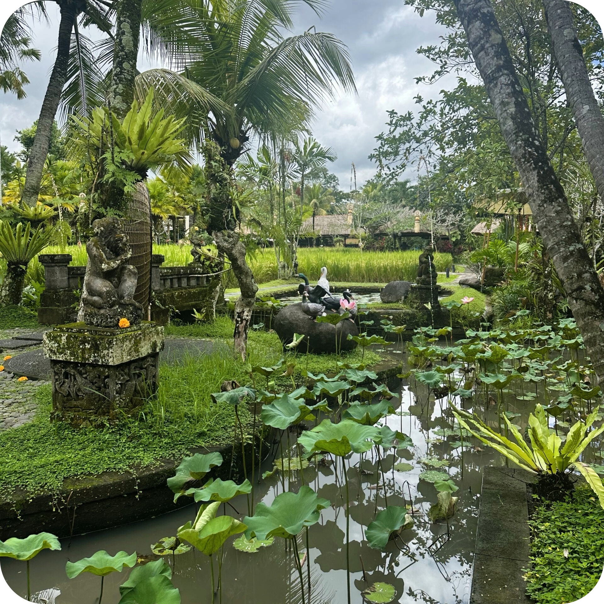 bebek ponds.jpeg