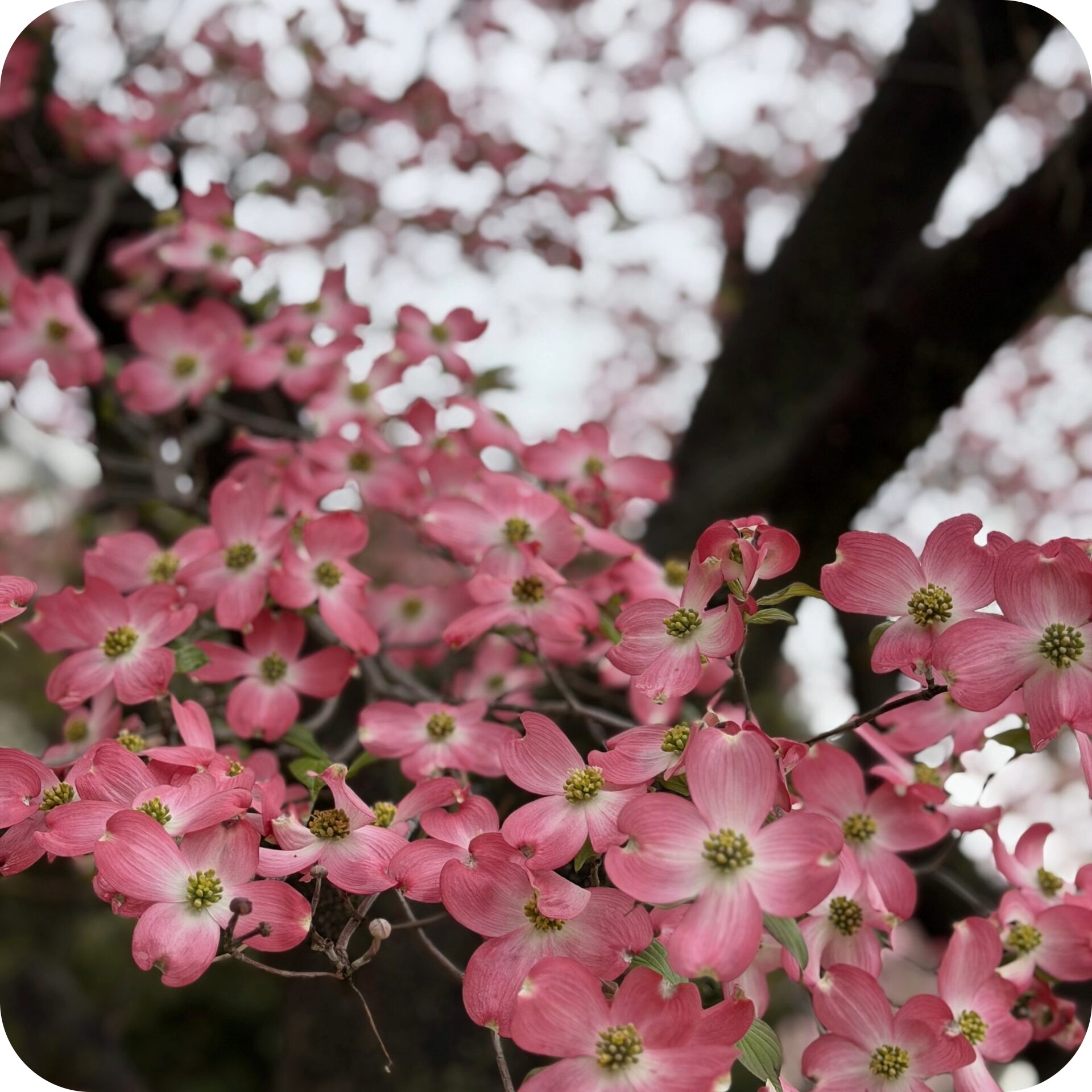 washington dc flowers 1.jpeg