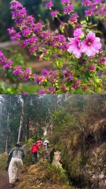 A waterfall hike in the Sacred Valley of Peru: From Munay Sonqo, we set off on a short trek to the Arín Waterfalls. The path climbs gently beside the river, gaining about 200 meters with the fresh scent of muña and the shade of eucalyptus, native queuña, and molle trees along the way. Partway up, we heard the steady beat of drums and soon saw a group of dancers in handwoven costumes moving in rhythm, honoring the mountains. To honor Pachamama (Mother Earth) ourselves, we each offered a k’intu of five coca leaves along the path. The trail continued past yellow t’ola shrubs, clumps of high-Andean grass, and hummingbirds flitting amongst the wildflowers. Soon, the twin cascades of Arín came into view, tumbling side by side in a silver curtain. Per local legend, the waterfalls were once two lovers, transformed into water so they could flow together forever. It is a memorable spot full of natural beauty and sacred energy.  Distance & Elevation: About 2 miles (3.2 km) round trip with ~650 feet (200 m) of elevation gain — plan for 1.5–2 hours including time at the falls. Difficulty: Easy to moderate — a steady uphill trail, suitable for most hikers who are acclimated to Sacred Valley altitude. Best Season: May–September for sunny skies and clear views; December–March if you want to see the falls at their most powerful (but trails may be muddy). #adventurousambles #walkingtheworldswonders #munaysonqo #ArinWaterfalls #SacredValleyHike #CuscoAdventures #TravelPeru #Pachamama #AndeanMagic #HiddenPeru #WaterfallChasing #NatureAndCulture #HikingPeru #MindfulTravel #SacredValleyVibes