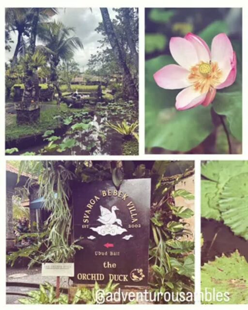 Tucked alongside lush rice paddies just minutes from Ubud’s Sacred Monkey Sanctuary, Bebek Tepi Sawah offers a refreshingly authentic Balinese dining experience. The scenic garden pathways surrounding open-air bamboo pavilions are like stepping into a serene oasis. On our visit, we couldn’t resist the signature Crispy Bebek (deep‑fried duck)—a must-try local classic. Delicious! (However, if duck is not your craving, the menu also offers grilled chicken, seafood, vegetarian, and even Western selections). Definitely worth the visit for its unforgettable ambiance and aromatic Balinese cuisine. @bebektepisawah www.bebektepisawahrestaurant.com 📍 Address: Bebek Tepi Sawah
Banjar Teges, Jalan Raya Goa Gajah,
Peliatan, Ubud, Kabupaten Gianyar, Bali 80571, Indonesia #Adventurousambles #UbudEats #BebekTepiSawah #BalineseCuisine #UbudFoodie #CrispyDuck #UbudRestaurants #TravelBali #FoodieTravels #RiceFieldDining #BaliEats #AuthenticBali #UbudVibes #EatPrayLove #TastesOfBali #BaliTravelGuide #IslandOfTheGods #Wanderlust #VisitBali #BaliAdventure #ExploreBali #BaliVibes #BaliEscape #BalineseBeauty #BaliDreaming #BaliRetreat #Travelindonesia