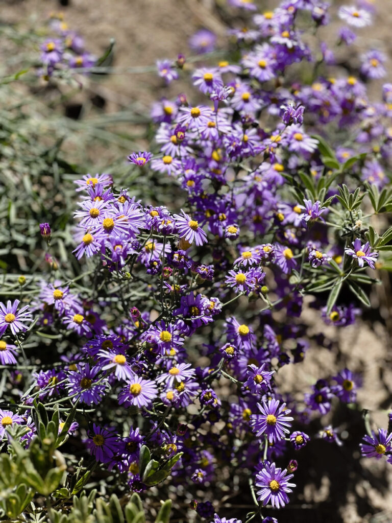 buena vista trail flowers