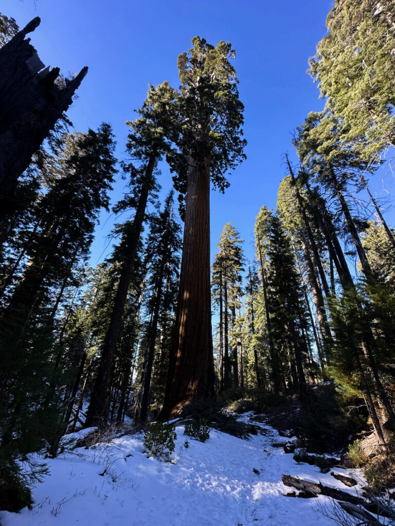 general grant tree trail