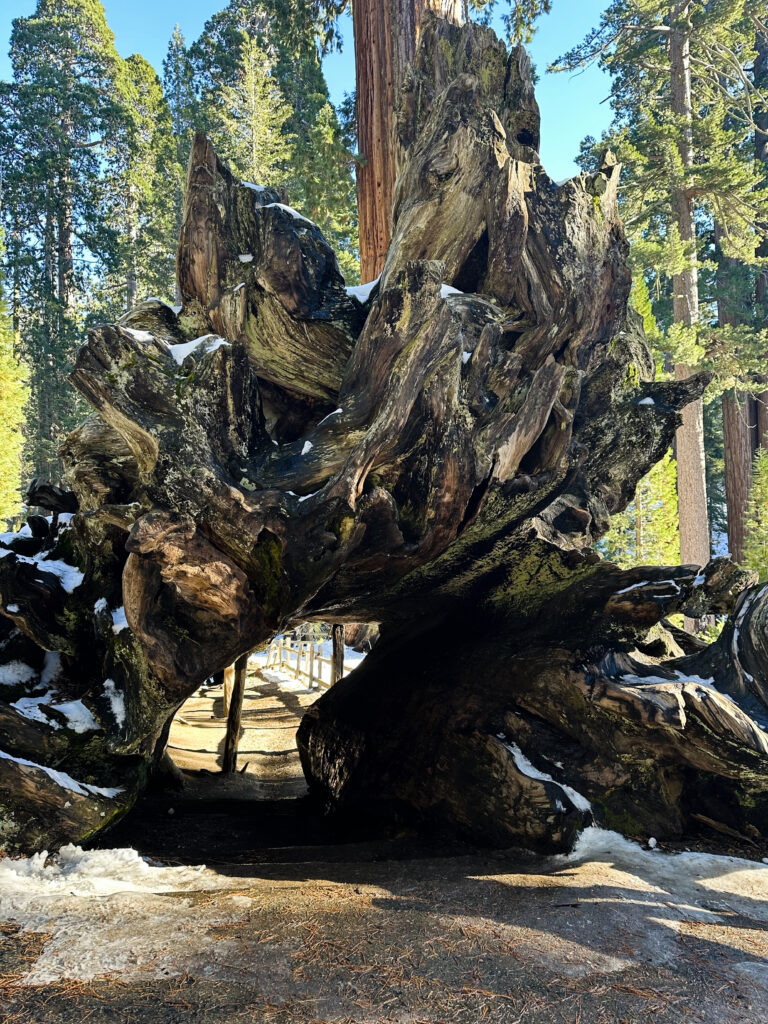 general grant tree trail