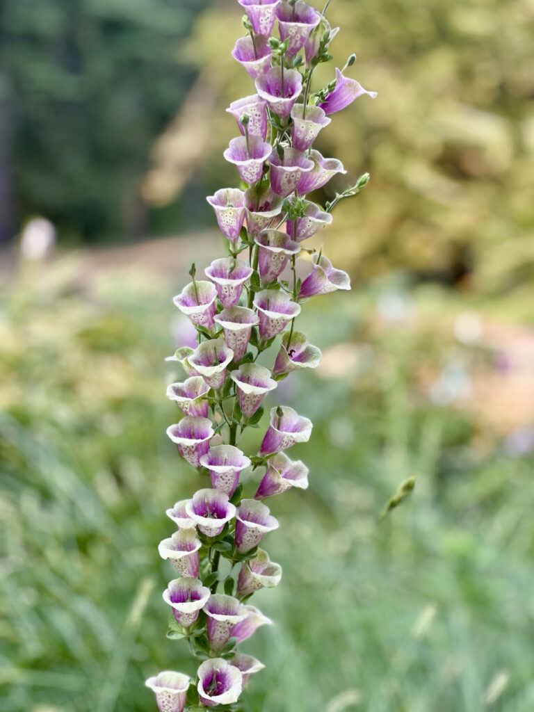 panoramic point trail