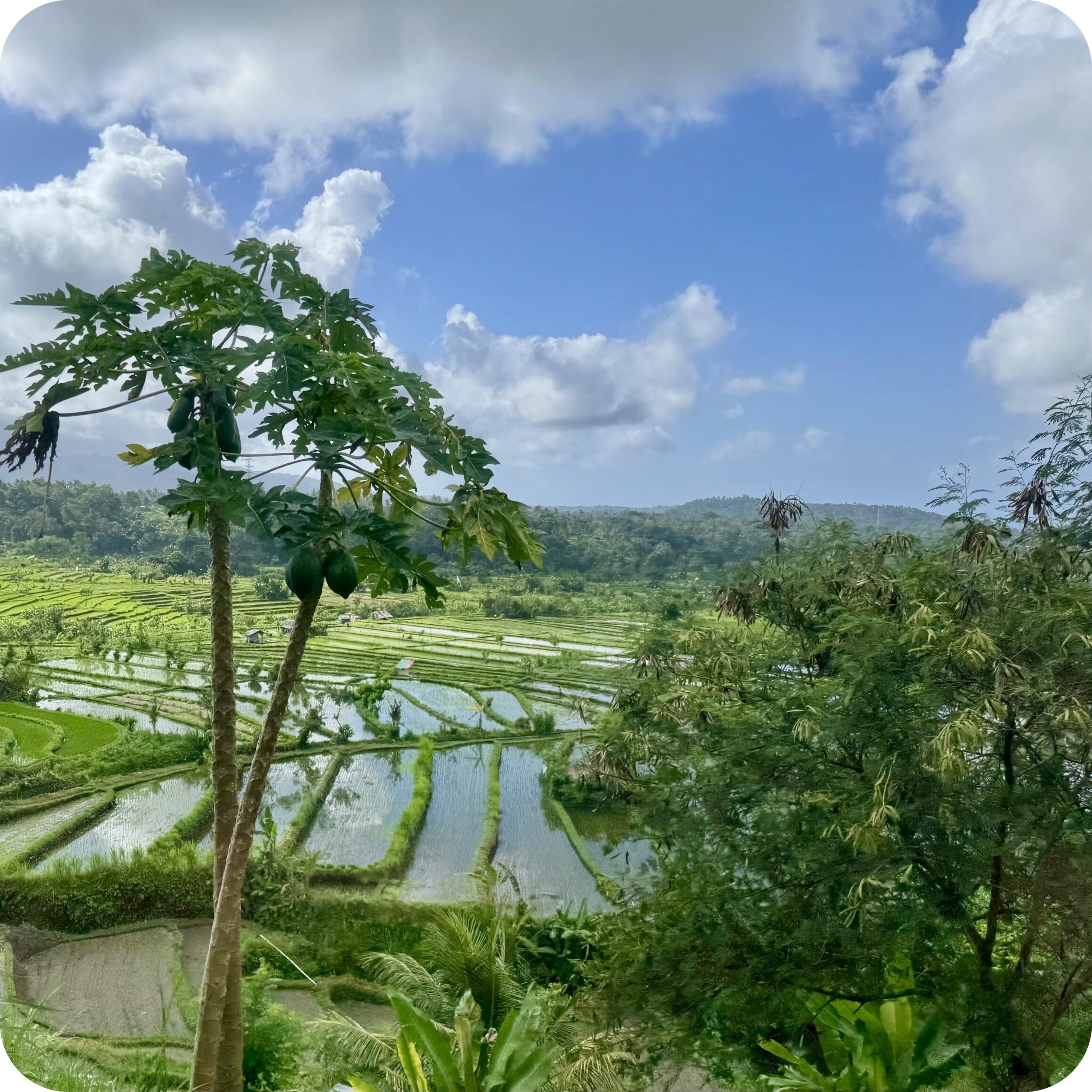 bali rice fields 1.jpeg