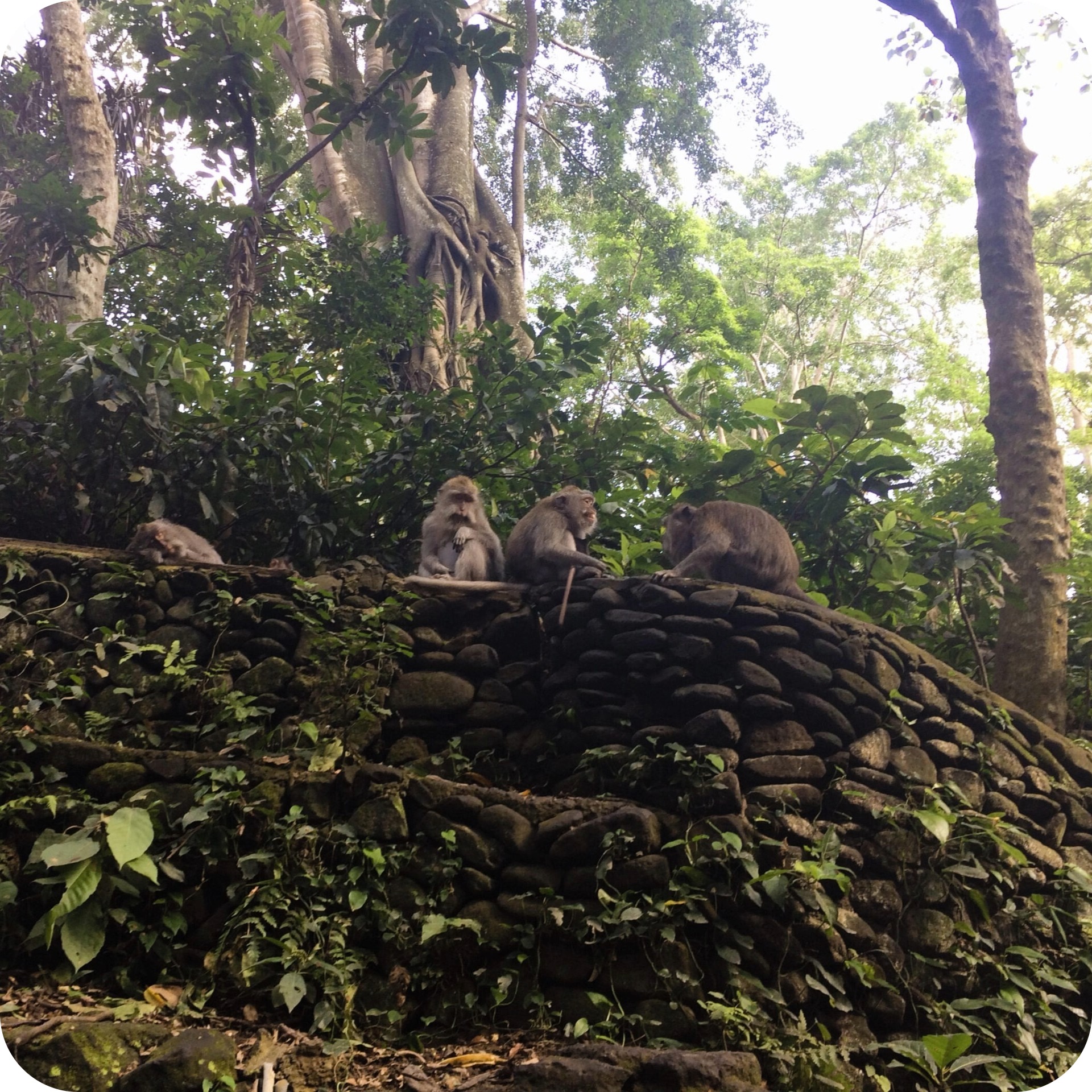 monkey sanctuary monkeys 1 1.jpeg