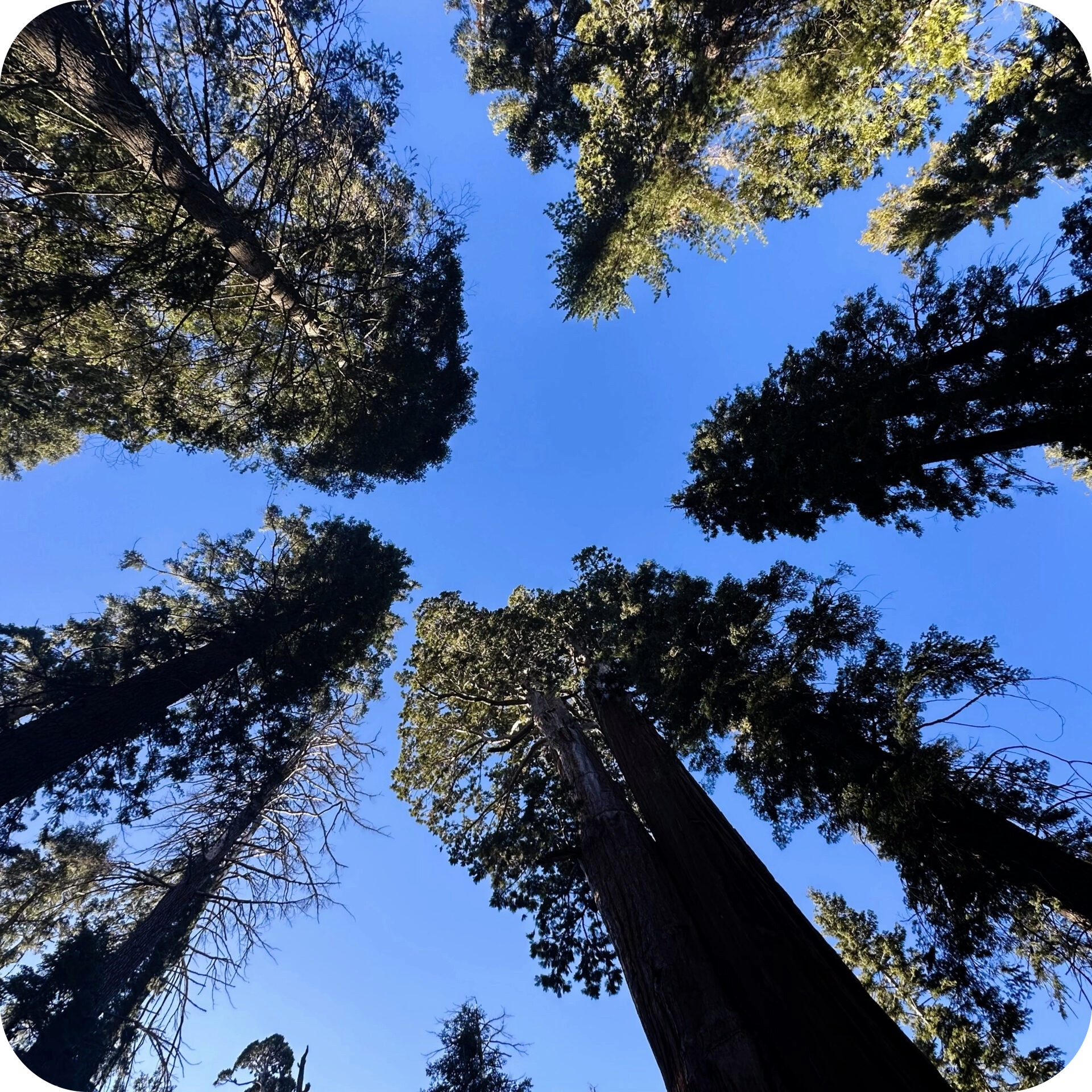 sequoias 1 1.jpeg