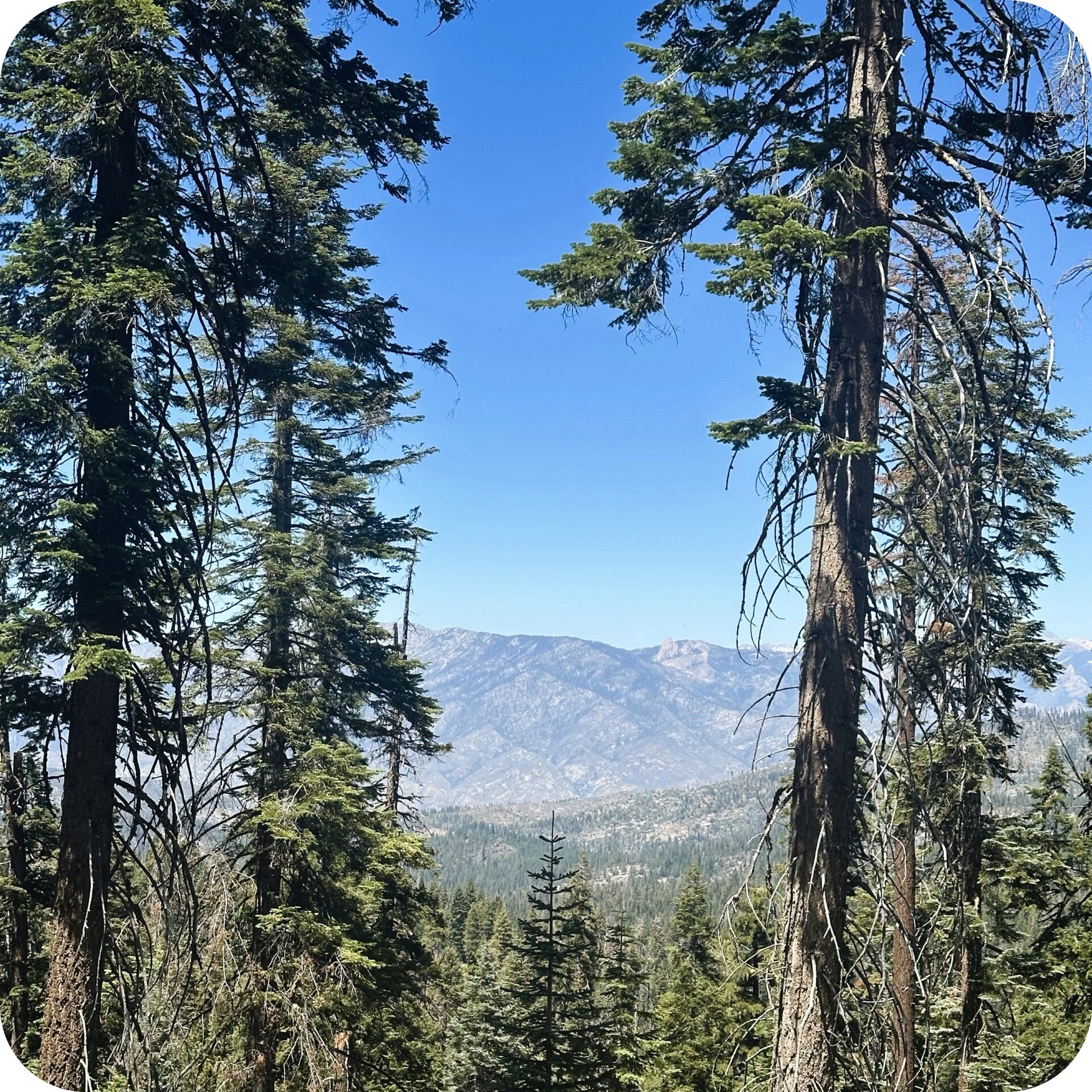 Kings Canyon and Sequoia National Park Region short trails kings canyon 1.jpeg