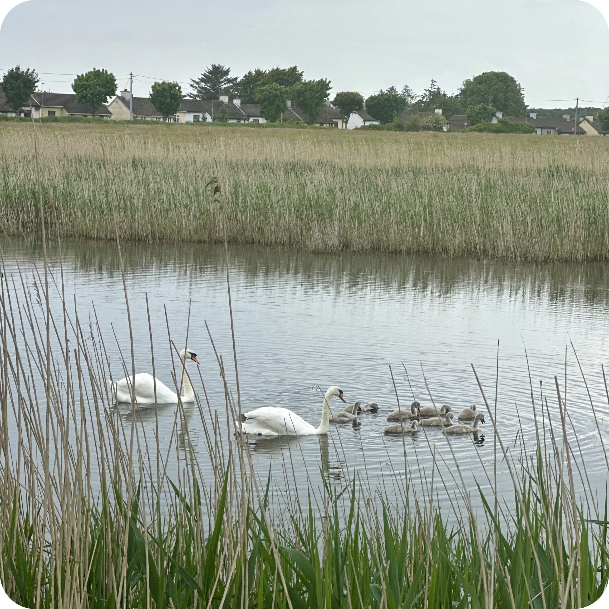 tralee canal view scaled.jpeg