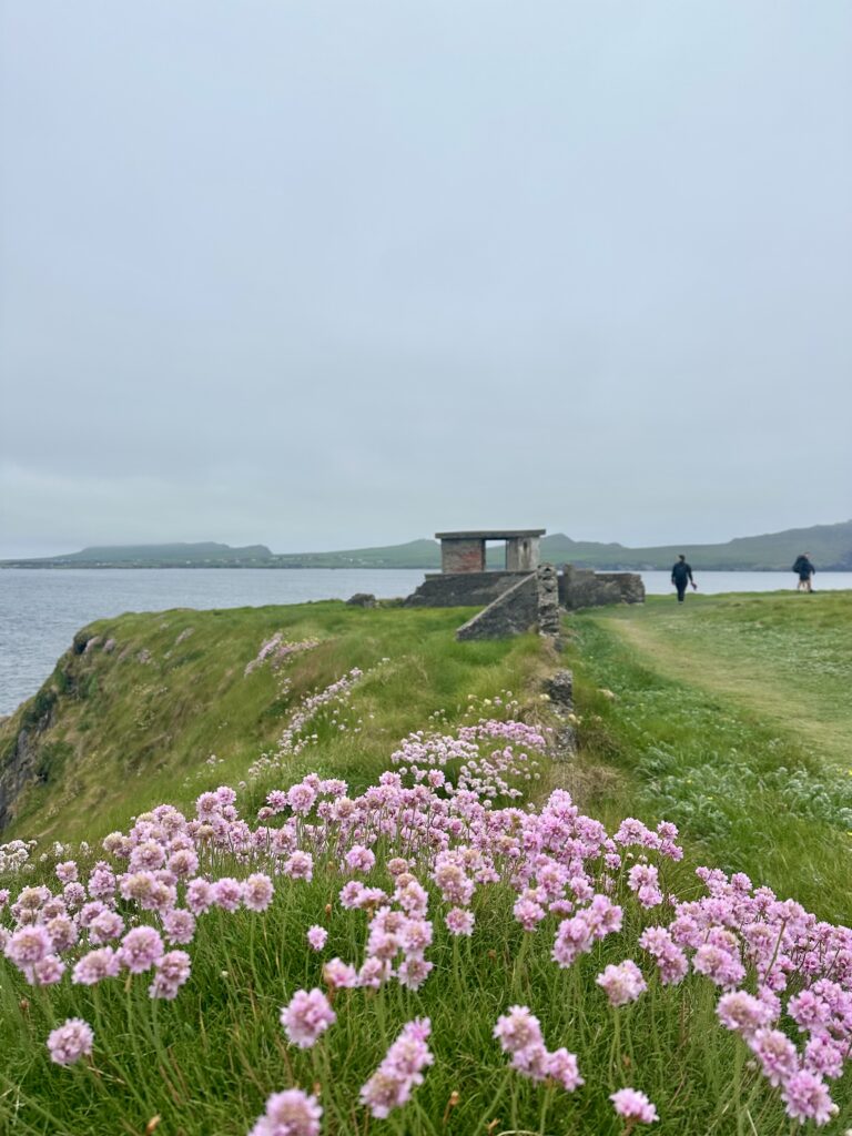 sea thrift dingle way
