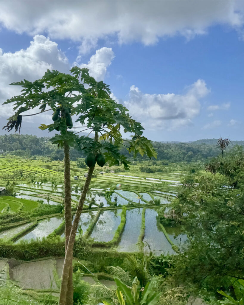 bali rice fields