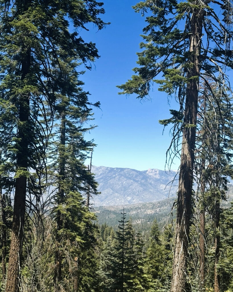 kings canyon redwoods