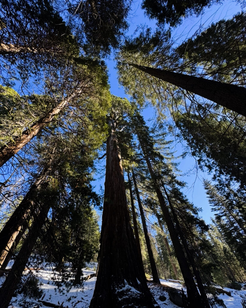 sequoia in north grove