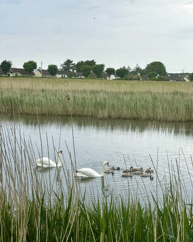 swans in the tralee canal