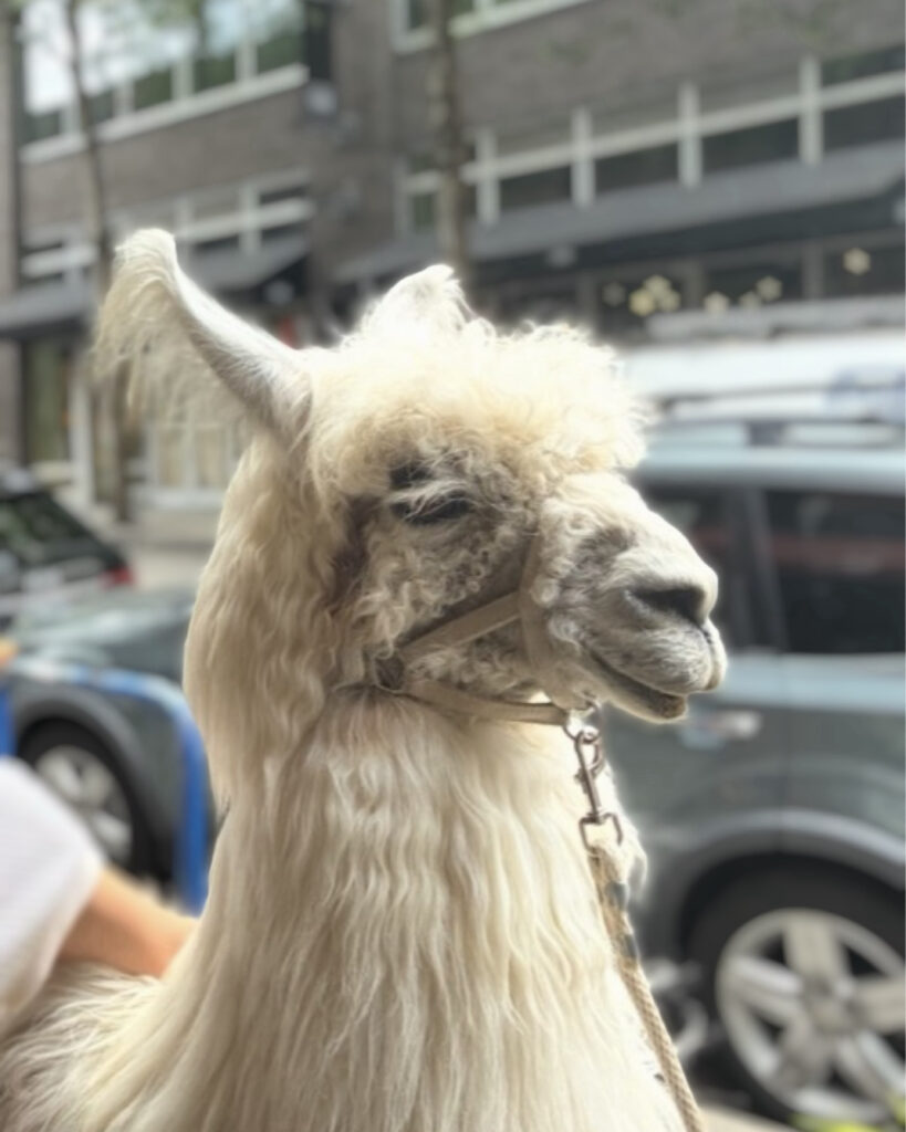 Cesar the Llama