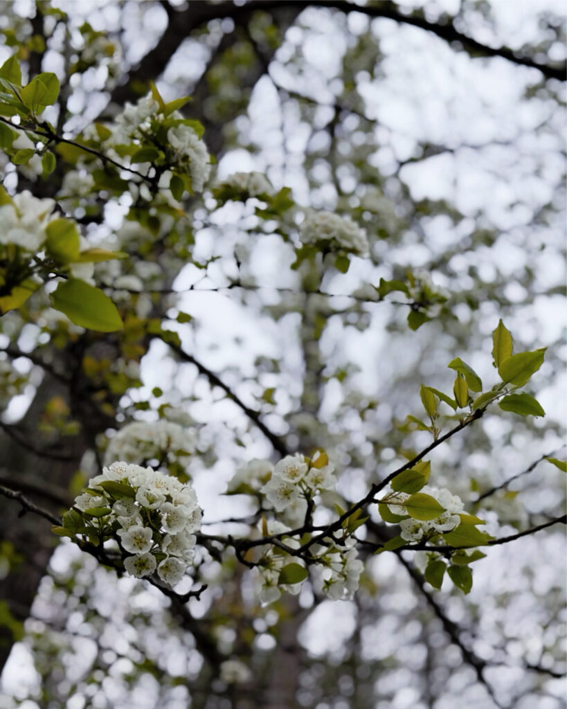 Dogwood Trees