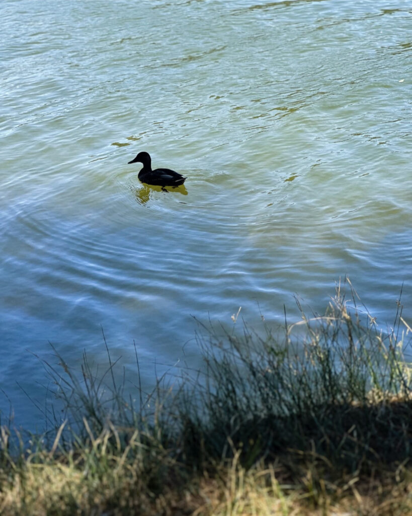 Duck Hume Lake