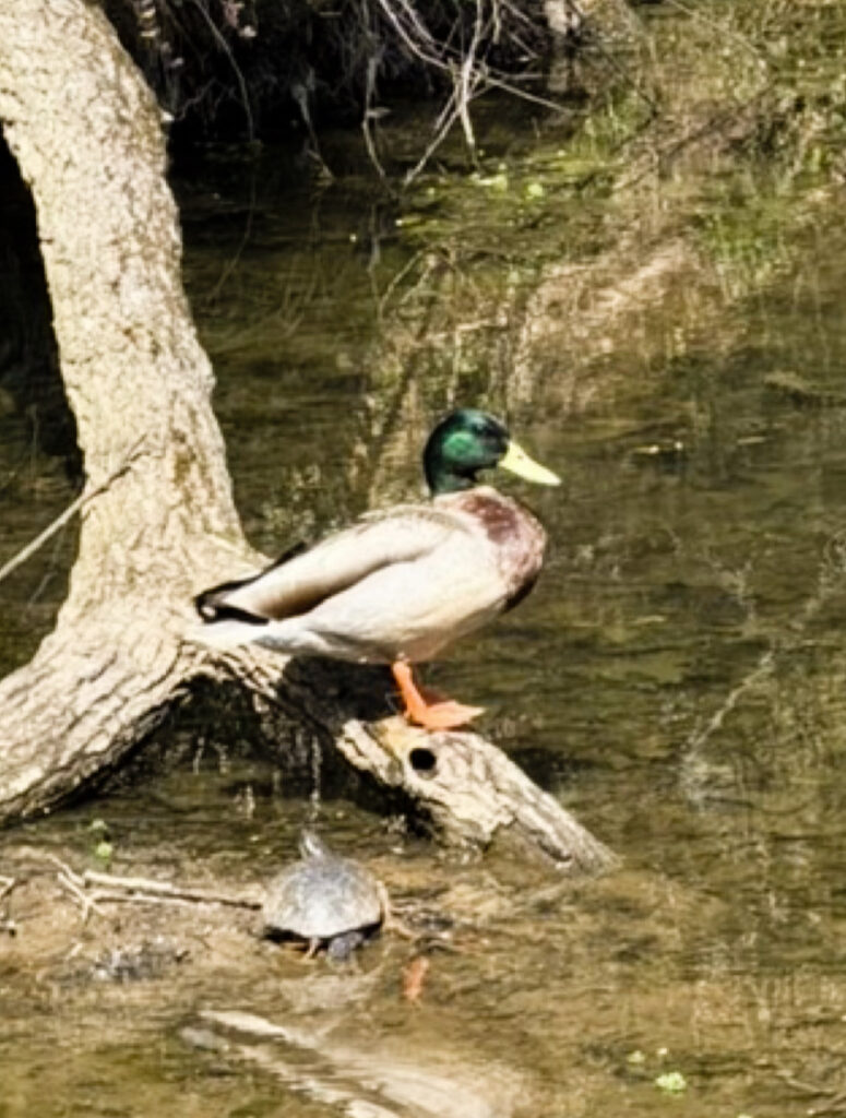 Duck and turtle at Buddy Attick Park