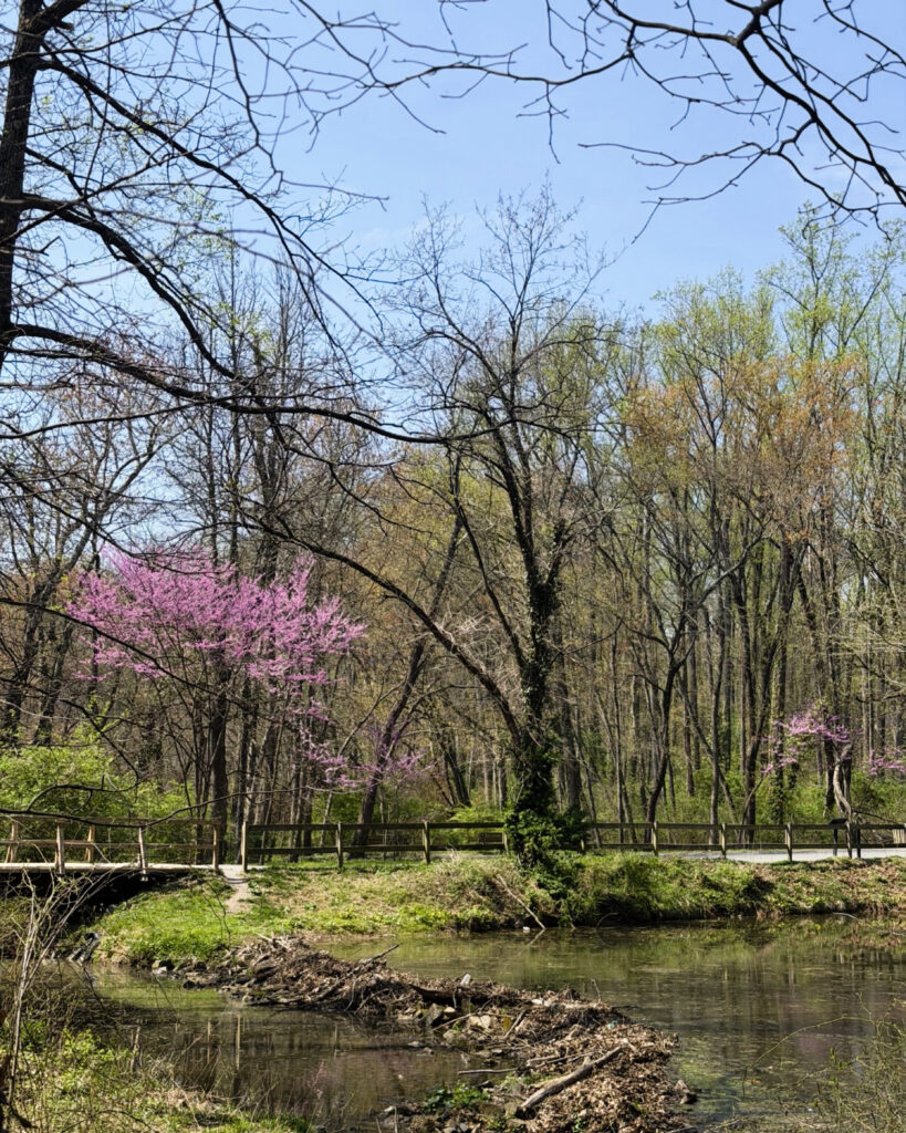 Flowering Trees Buddy Attick Park