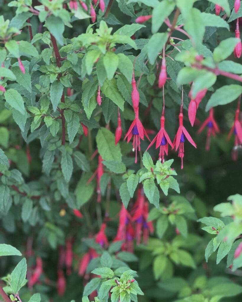 Fuchsia on Tralee Canal Path