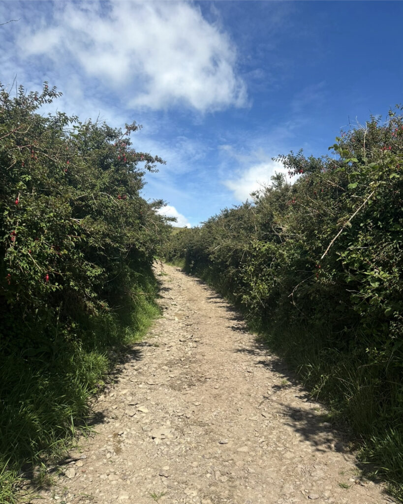 Hedgerows on the Dingle Way Ireland