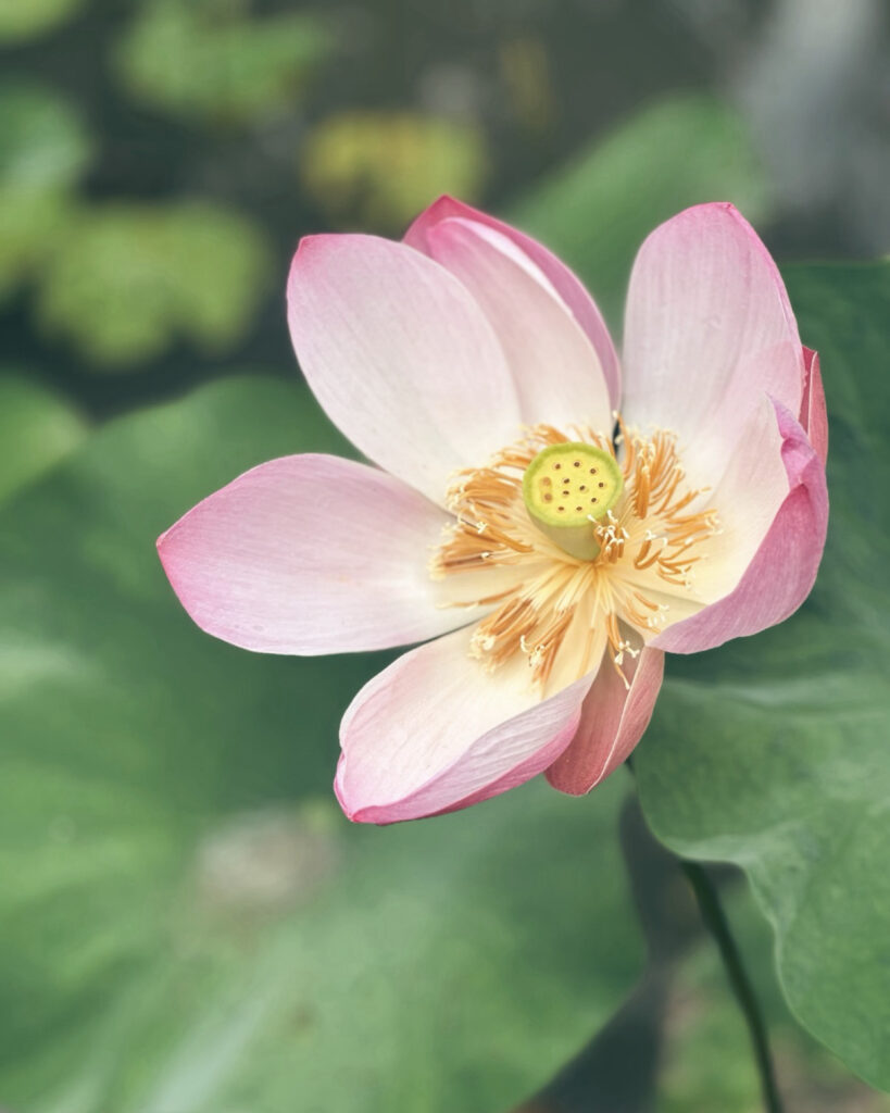 Lotus at Bebek Tepi Sewah