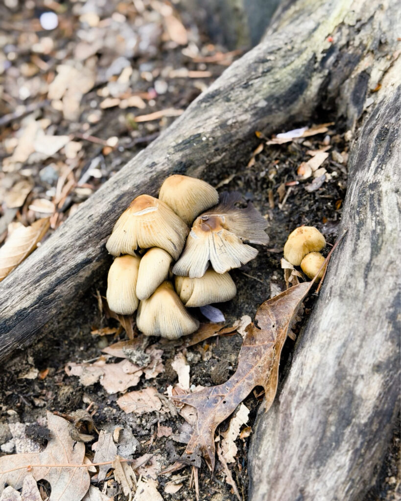Mushrooms in the forest