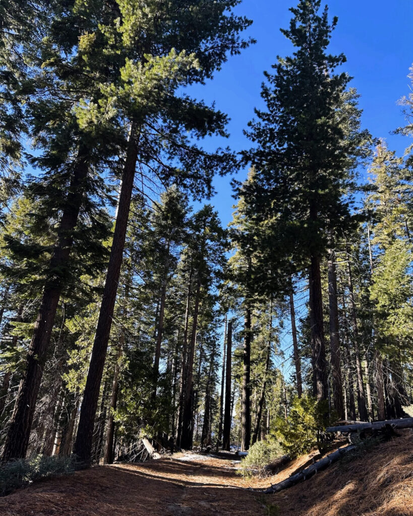 North Grove Path