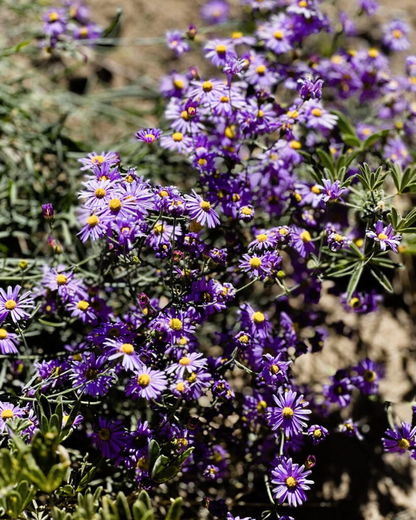 Purple Flowers