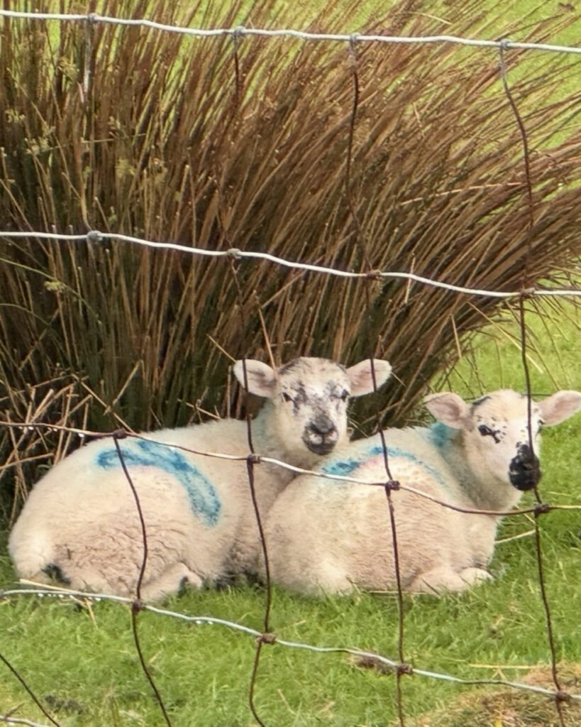 Sheep in Cuas