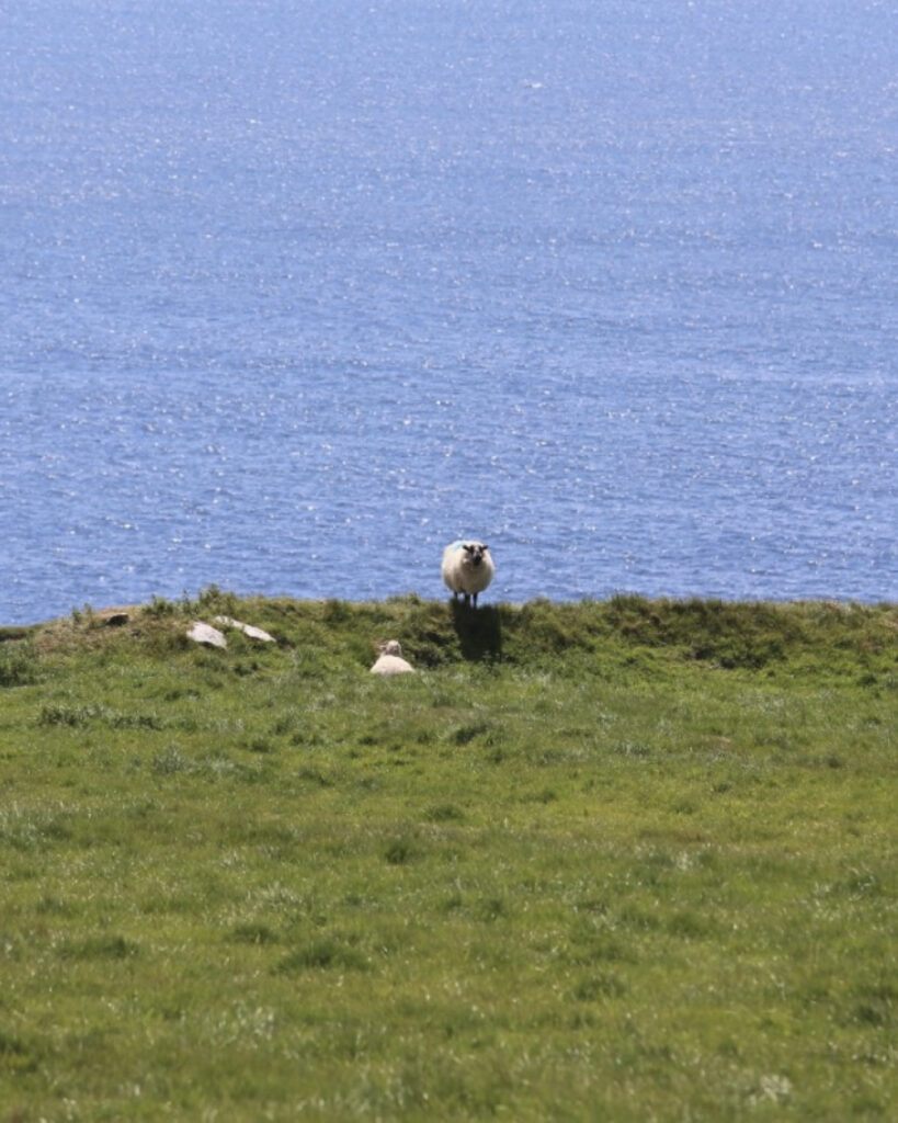 Sheep on Dingle Peninsula