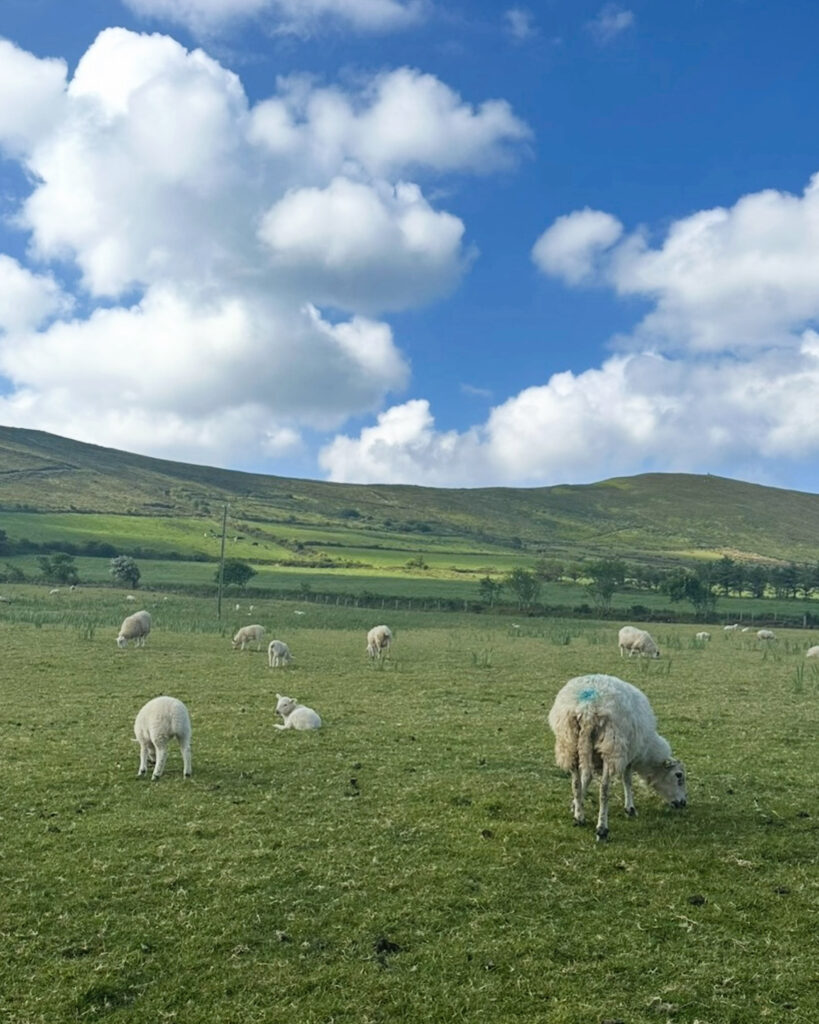 Farmland on the Dingle Peninsula Ireland