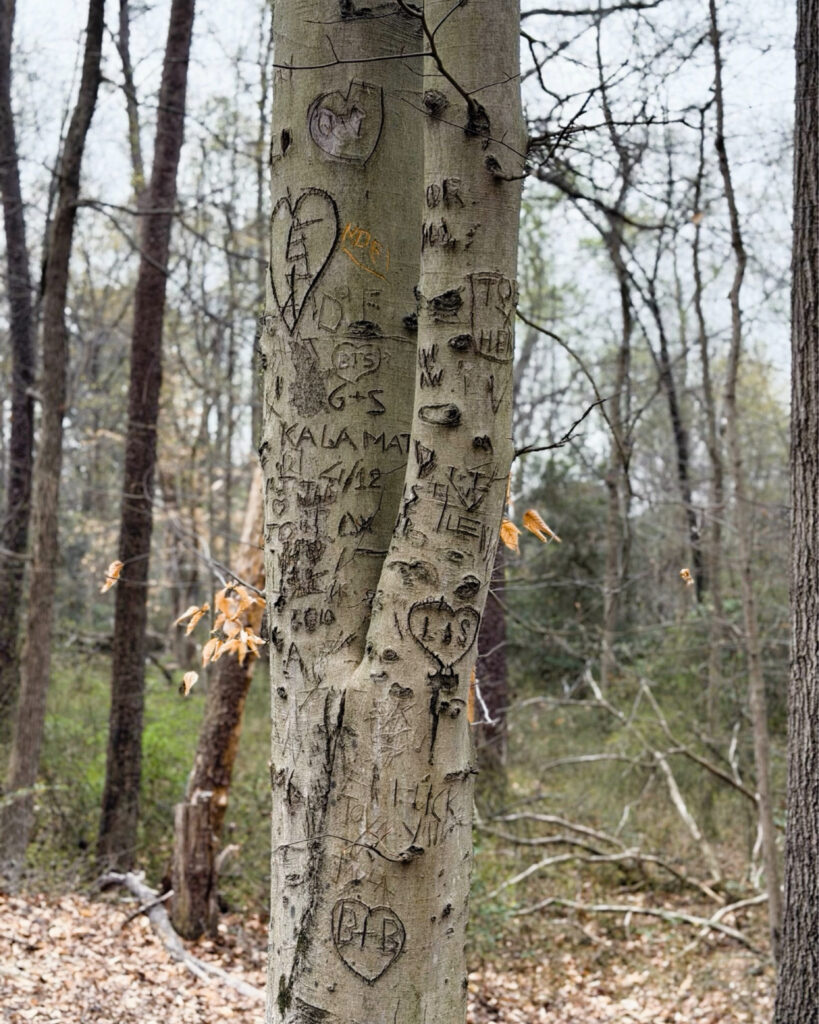 Tree etchings Greenbelt Perimeter Trail