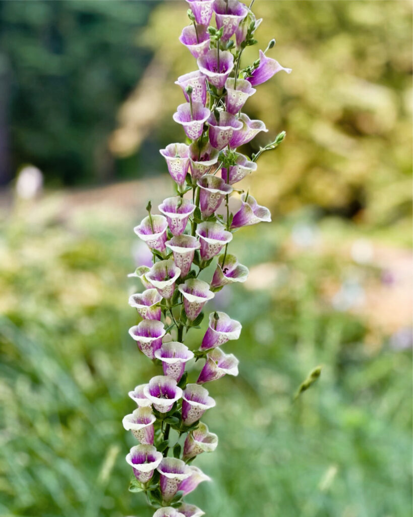 Wildflowers
