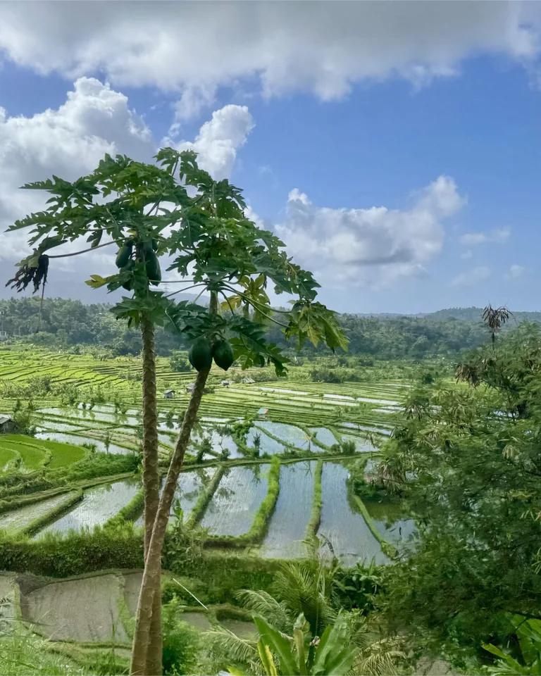 Flooded rice terraces stretching across a green Bali valley, framed by a papaya tree under a blue sky