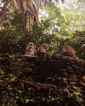 bali monkey sanctuary