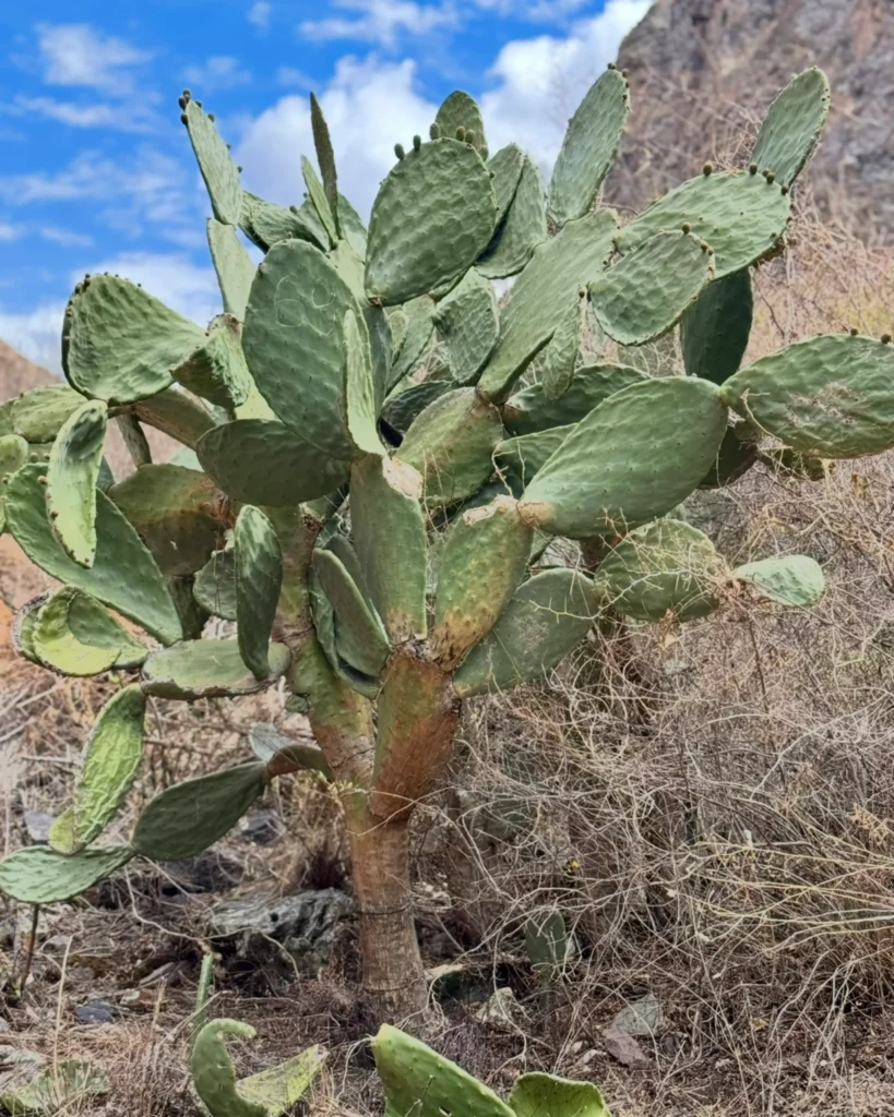 prickly pear cactus sacred valley peru