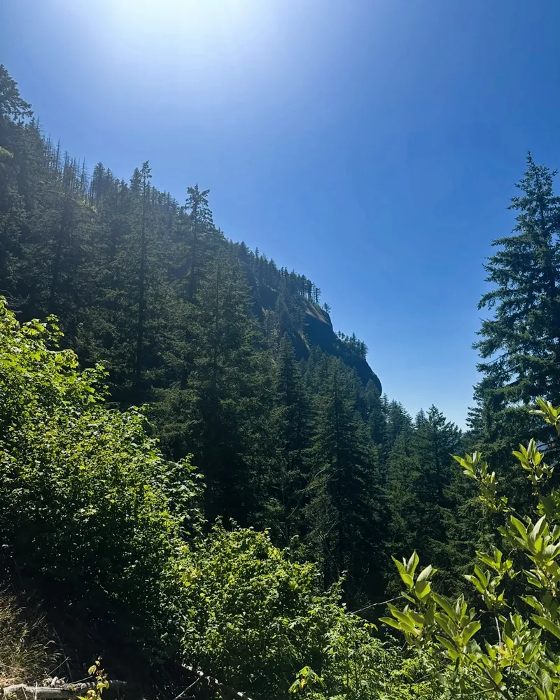 flora and fauna at wahkeena falls