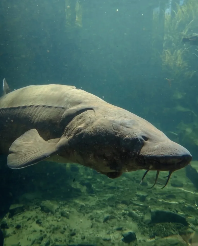 herman the sturgeon