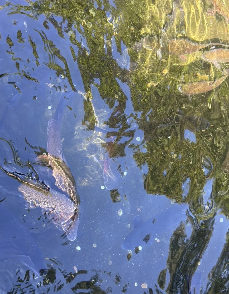 trout ponds
